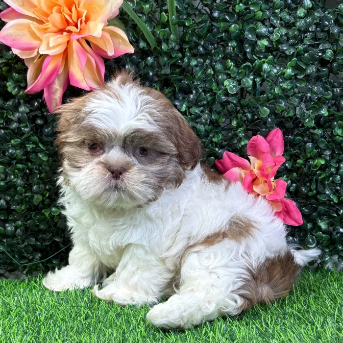 Female Shih Tzu puppy named Mochi for sale at Puppy Dreams - Wichita West.