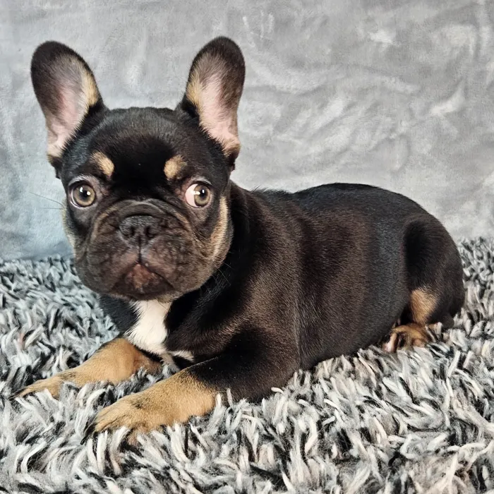 Female French Bulldog puppy named Sugar for sale at Puppy Dreams - Junction City.