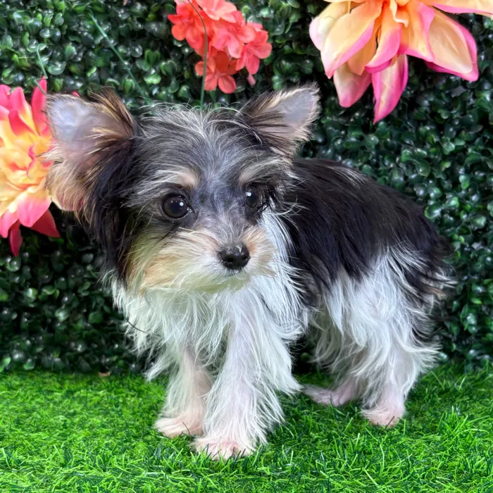 Male Parti Yorkie puppy named Pez for sale at Puppy Dreams - Wichita West.