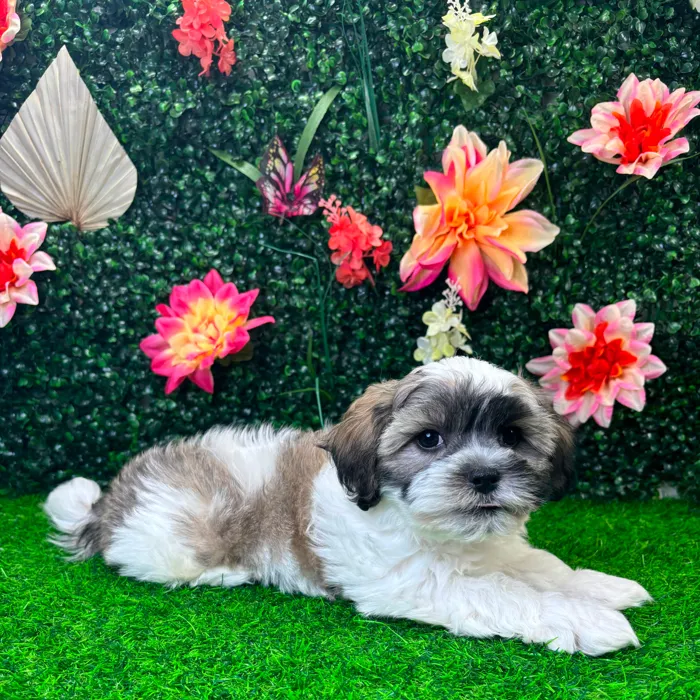 Male Teddy Bear puppy named Theo for sale at Puppy Dreams - Wichita West.