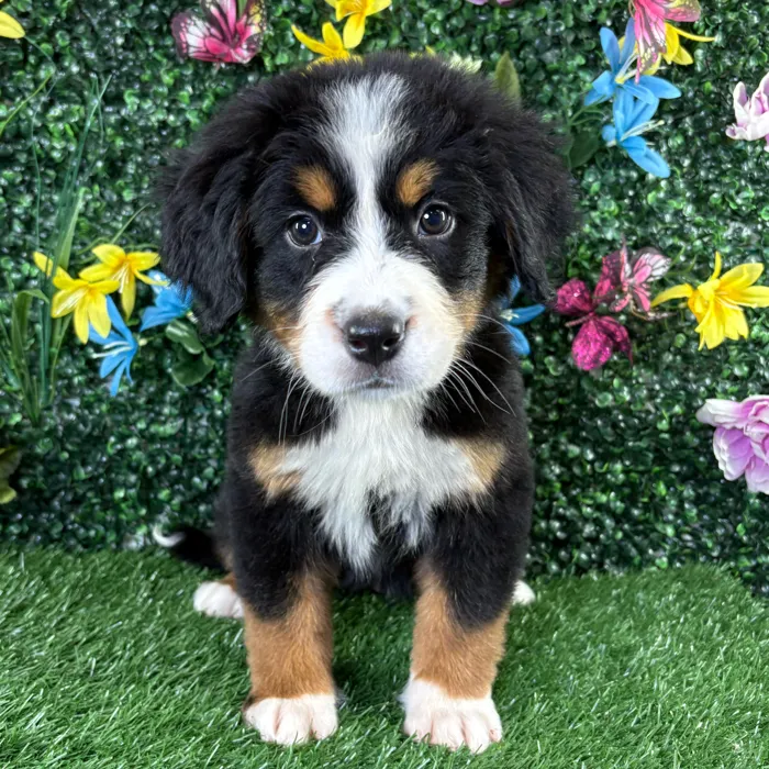 Female Bernese Mountain Dog puppy named Cannoli for sale at Puppy Dreams - Wichita West.