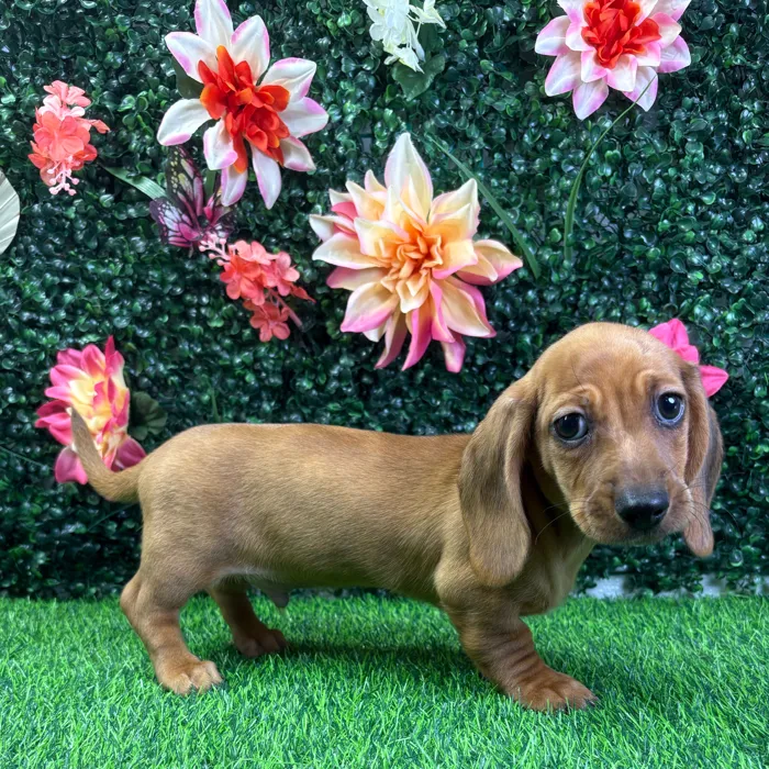 Male Dachshund puppy named Tucker for sale at Puppy Dreams - Wichita West.
