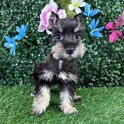 Female Mini Schnauzer puppy named Egg Roll for sale at Puppy Dreams - Wichita West.