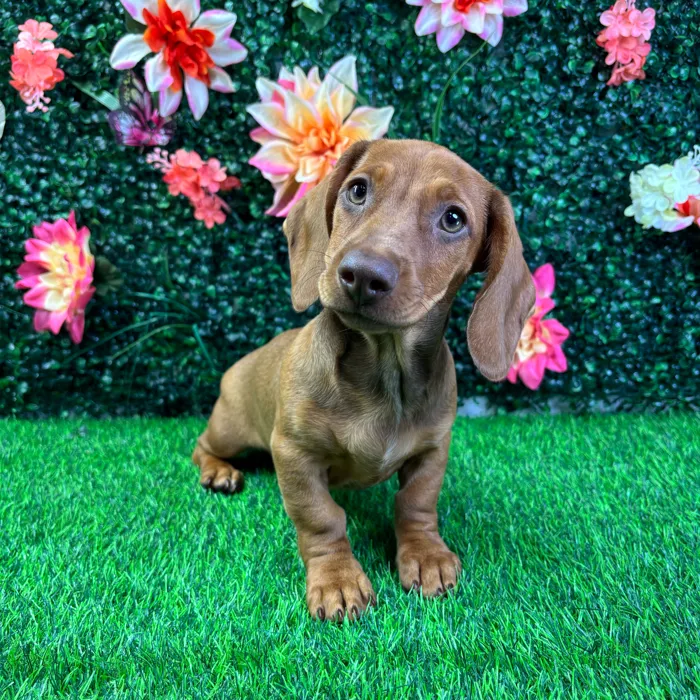 Female Dachshund puppy named Big Red for sale at Puppy Dreams - Wichita West.