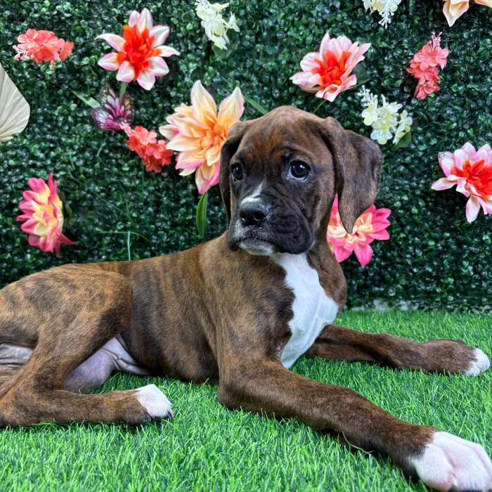 Female Boxer puppy named Quinn for sale at Puppy Dreams - Wichita West.