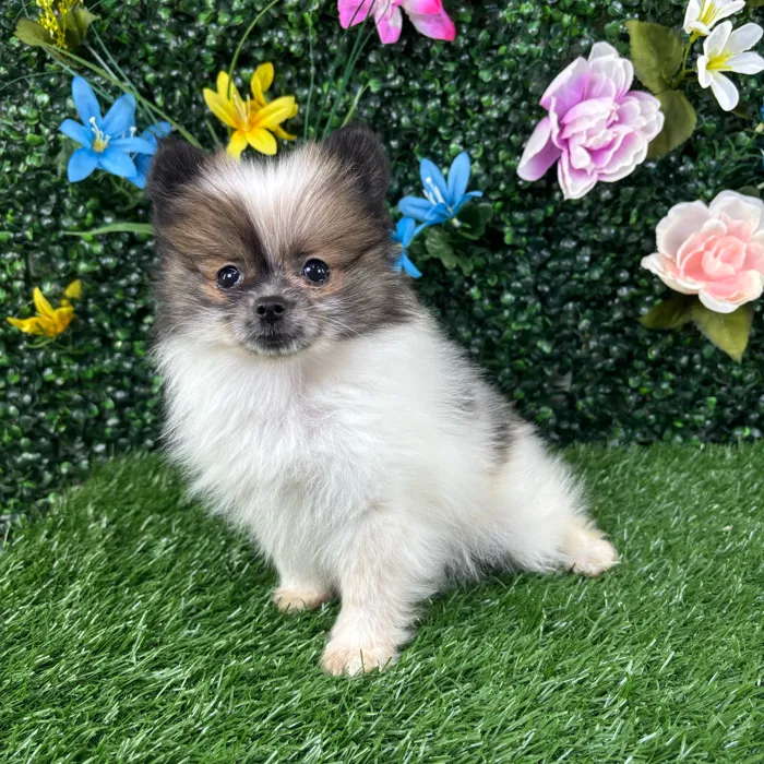 Male Pomeranian puppy named Tofu for sale at Puppy Dreams - Wichita West.