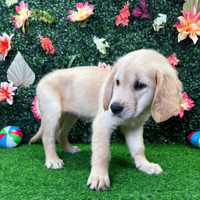 Female Golden Retriever puppy named Celeste for sale at Puppy Dreams - Wichita West.