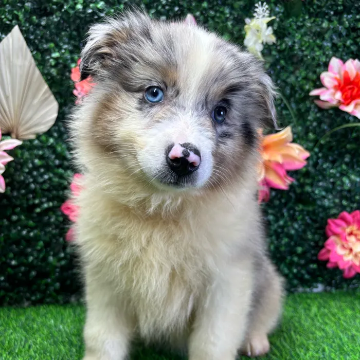 Male Mini Aussie puppy named Gizmo for sale at Puppy Dreams - Wichita West.