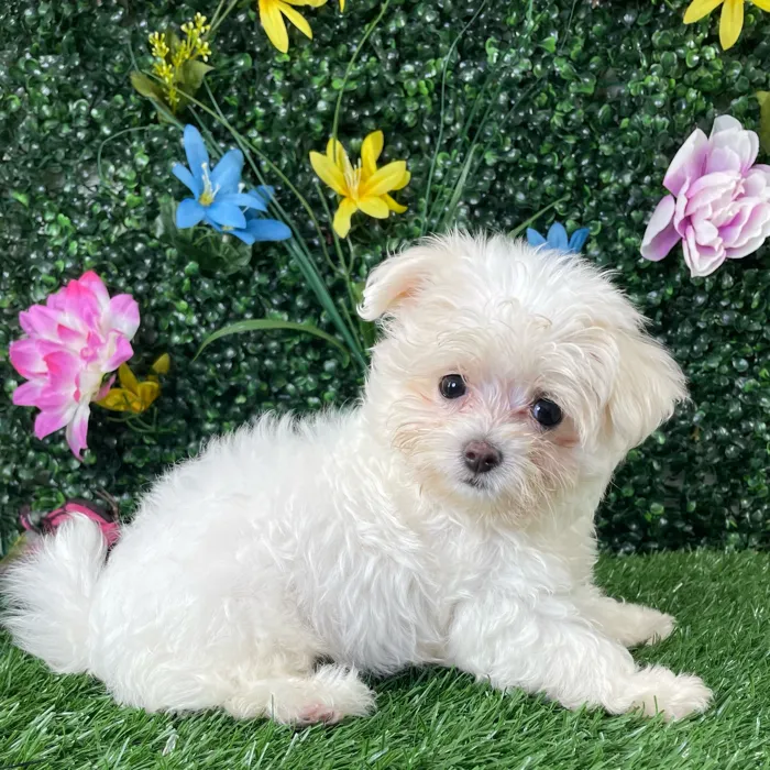 Female Maltipoo puppy named Cotton for sale at Puppy Dreams - Wichita West.