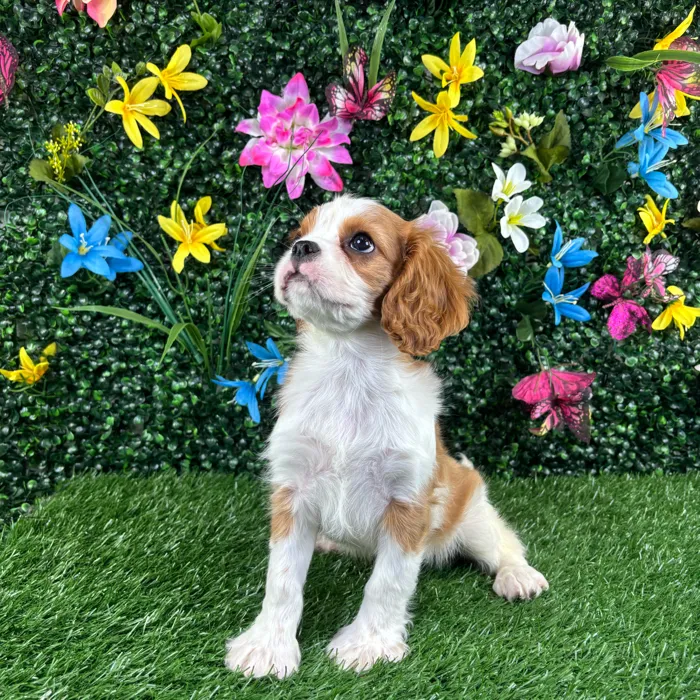 Male Cavalier King Charles Spaniel puppy named Croissant for sale at Puppy Dreams - Wichita West.