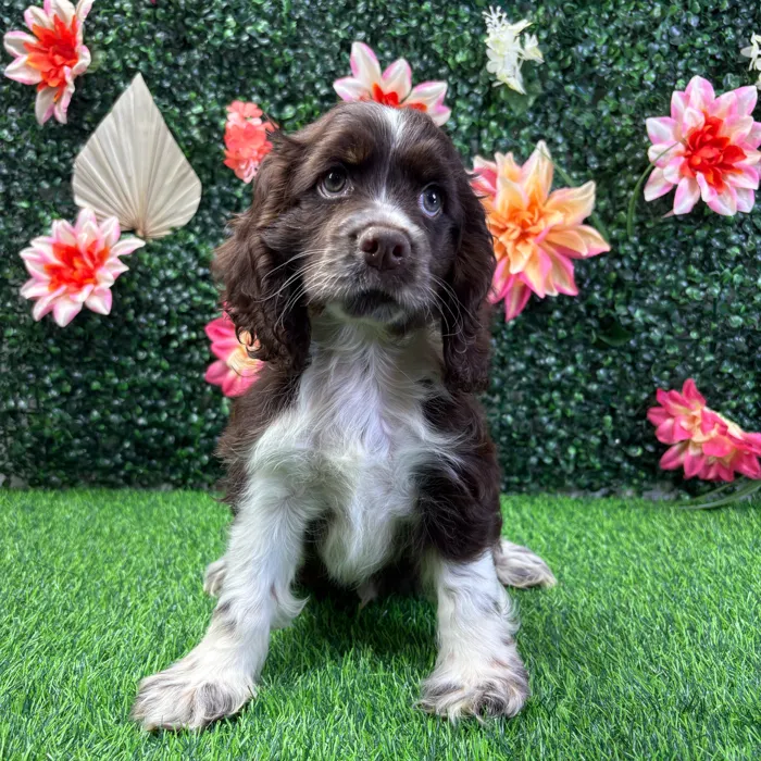 Male Cocker Spaniel puppy named Scout for sale at Puppy Dreams - Wichita West.