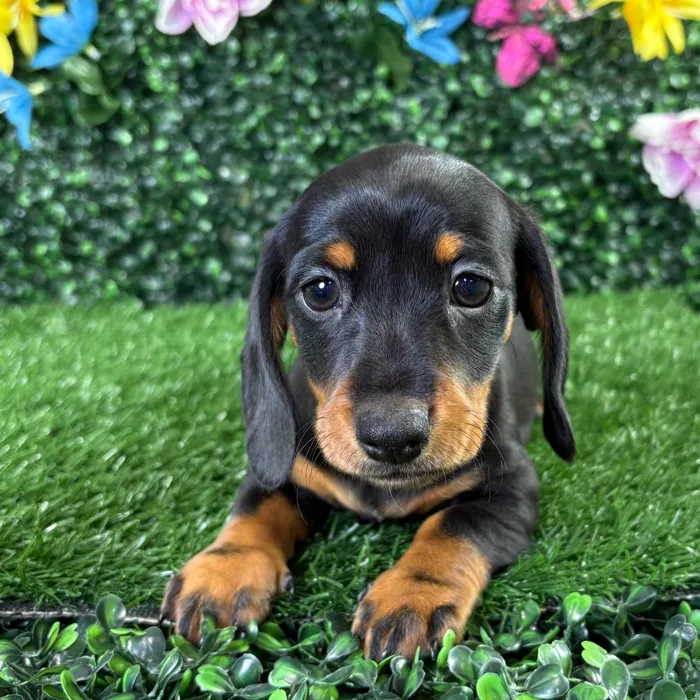 Female Dachshund puppy named Gordita for sale at Puppy Dreams - Wichita West.