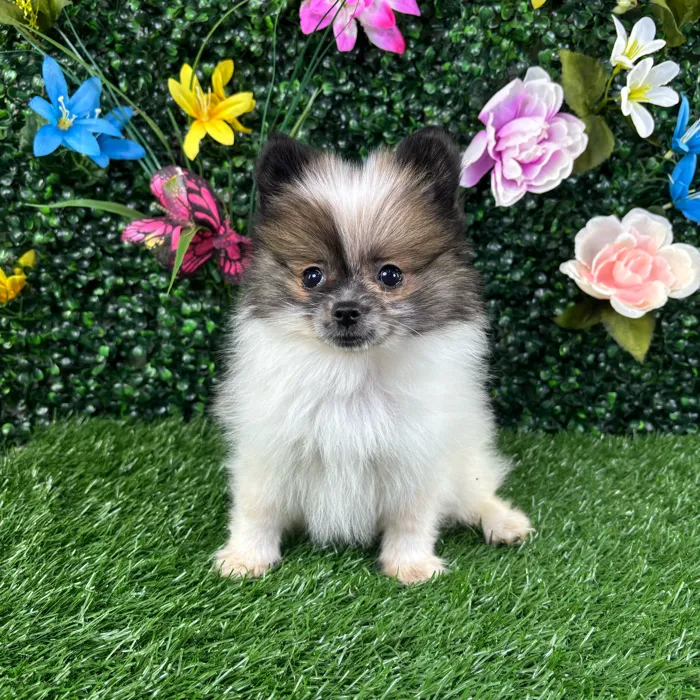 Male Pomeranian puppy named Tofu for sale at Puppy Dreams - Wichita West.