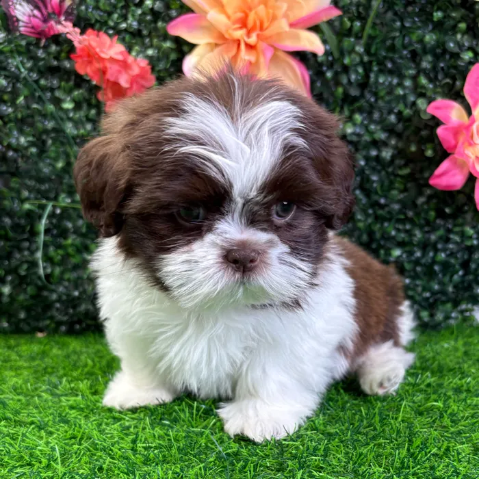 Male Shih Tzu puppy named Cash for sale at Puppy Dreams - Wichita West.