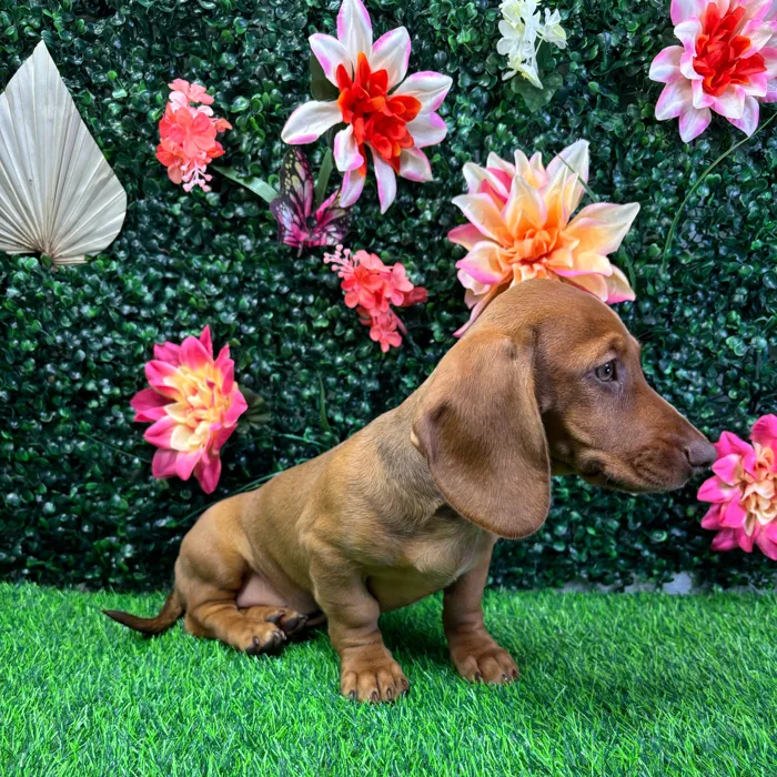 Female Dachshund puppy named Big Red for sale at Puppy Dreams - Wichita West.