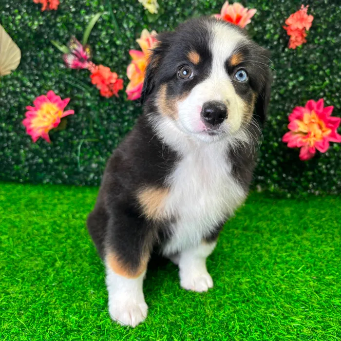 Female Mini Aussie puppy named Luna for sale at Puppy Dreams - Wichita West.