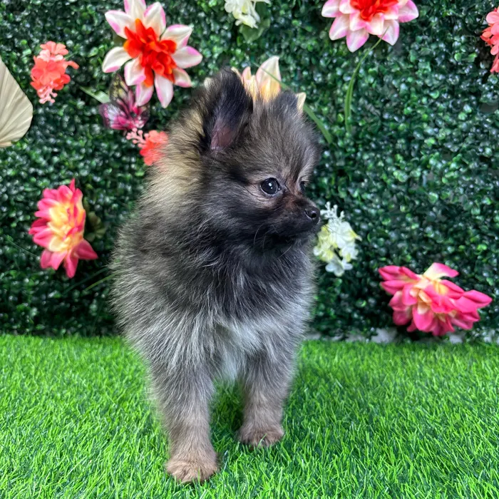 Female Pomeranian puppy named Mika for sale at Puppy Dreams - Wichita West.