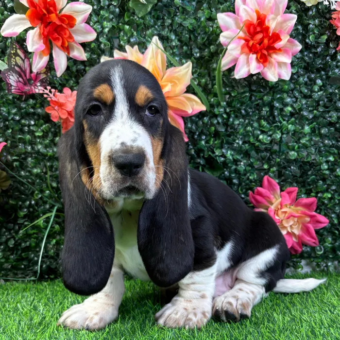 Male Basset Hound puppy named Rocky for sale at Puppy Dreams - Wichita West.