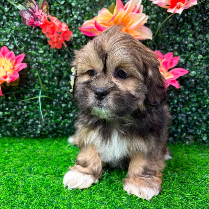 Male Shih Tzu puppy named Benedict for sale at Puppy Dreams - Wichita West.