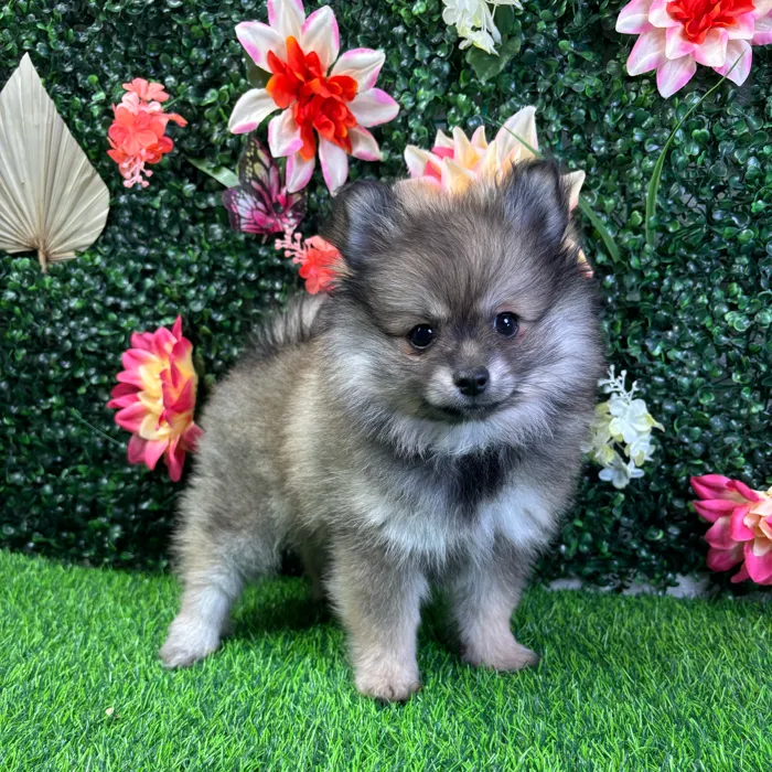 Female Pomeranian puppy named Akira for sale at Puppy Dreams - Wichita West.