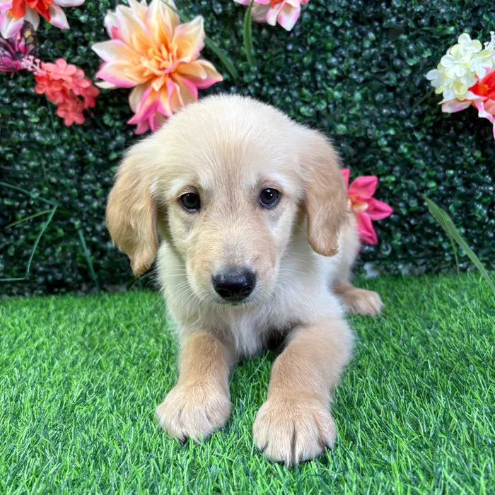 Male Golden Retriever puppy named Sunny for sale at Puppy Dreams - Wichita West.