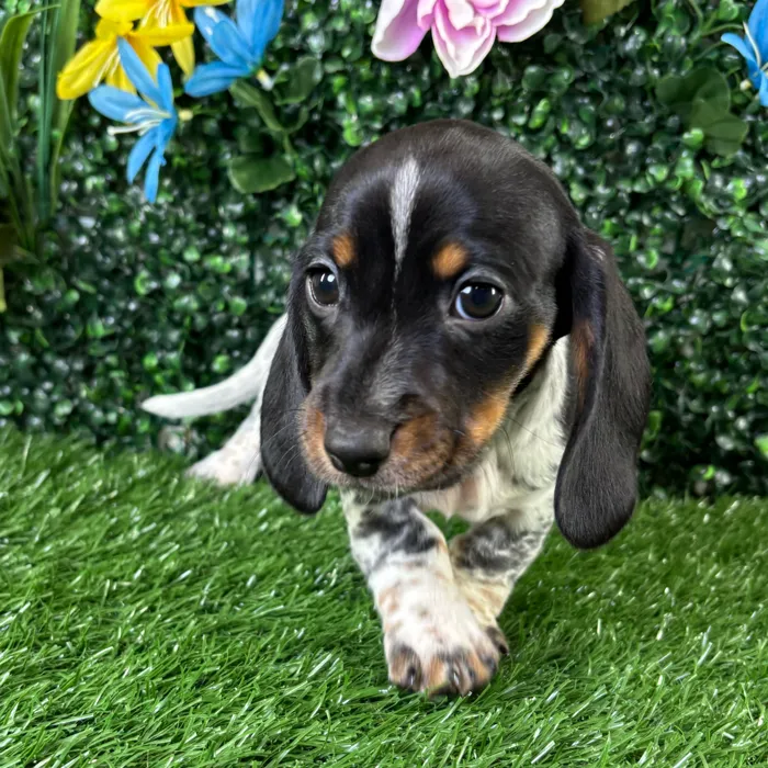 Male Dachshund puppy named Crunchwrap for sale at Puppy Dreams - Wichita West.