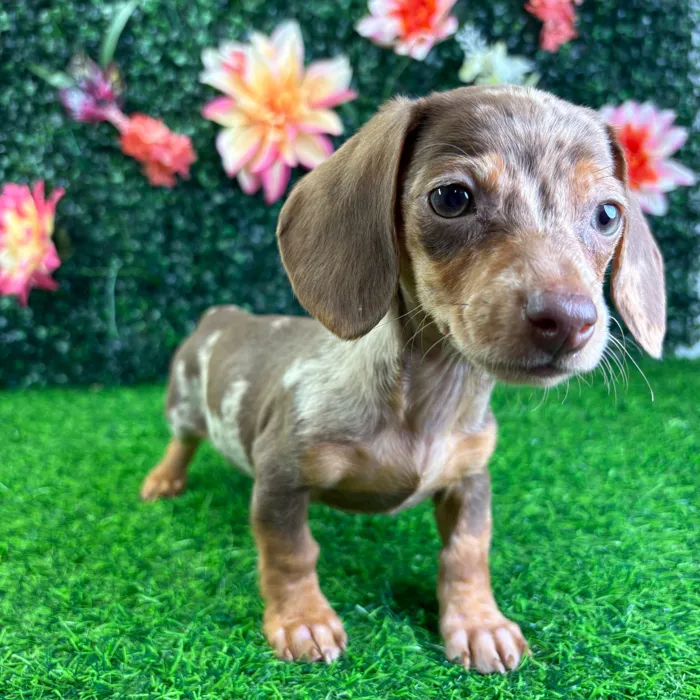 Female Dachshund puppy named Paisley for sale at Puppy Dreams - Wichita West.
