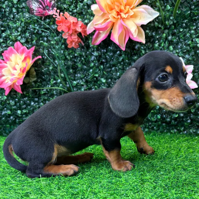 Female Dachshund puppy named Lola for sale at Puppy Dreams - Junction City.