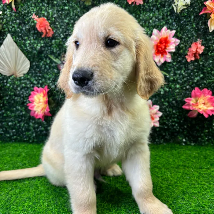 Male Golden Retriever puppy named Trevor for sale at Puppy Dreams - Junction City.