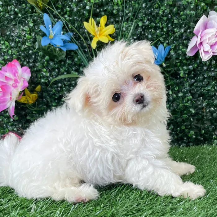 Female Maltipoo puppy named Cotton for sale at Puppy Dreams - Wichita West.
