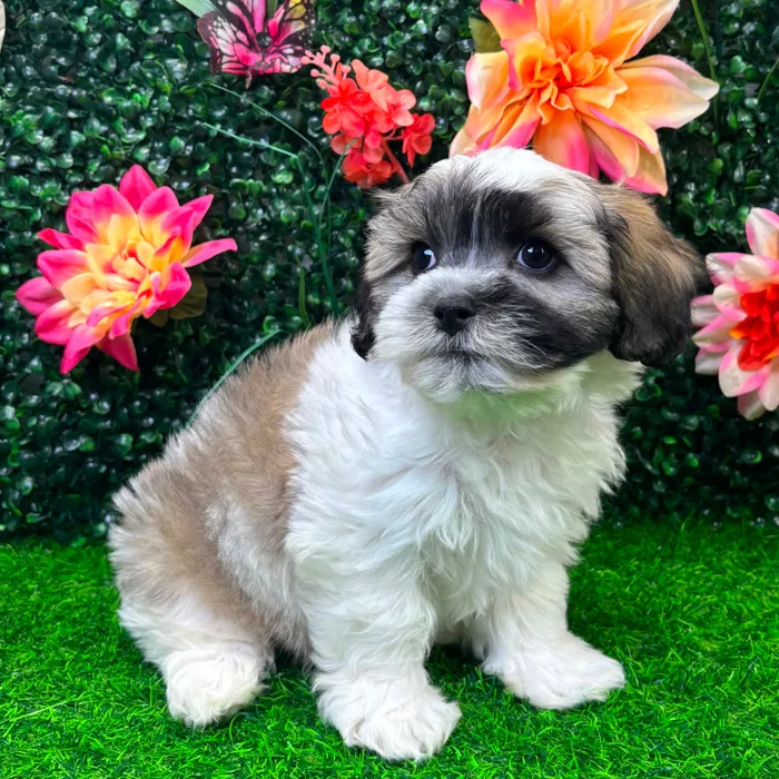 Male Teddy Bear puppy named Theo for sale at Puppy Dreams - Wichita West.