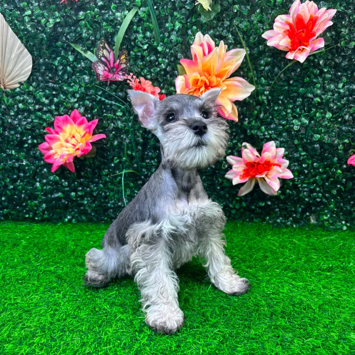 Female Mini Schnauzer puppy named Heidi for sale at Puppy Dreams - Wichita West.