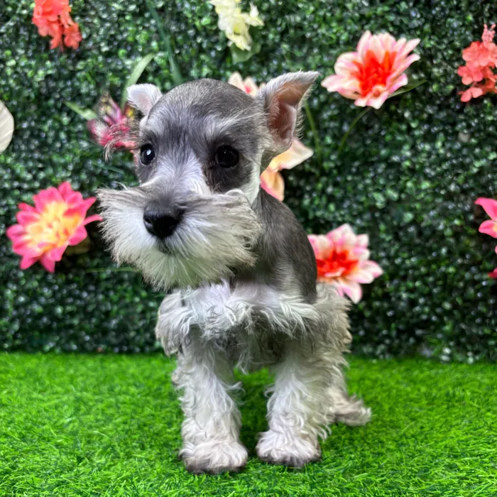 Female Mini Schnauzer puppy named Carly for sale at Puppy Dreams - Junction City.