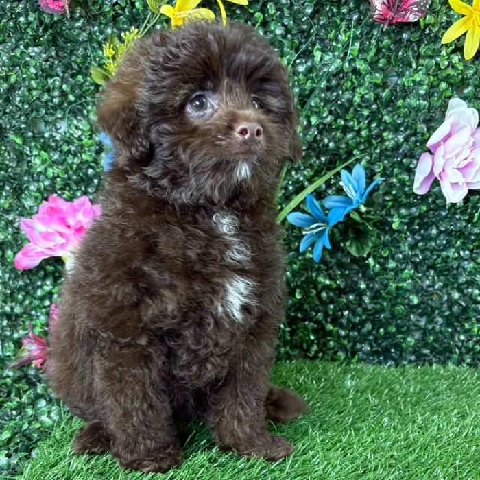 Male Pom-A-Poo puppy named Raisin for sale at Puppy Dreams - Wichita West.