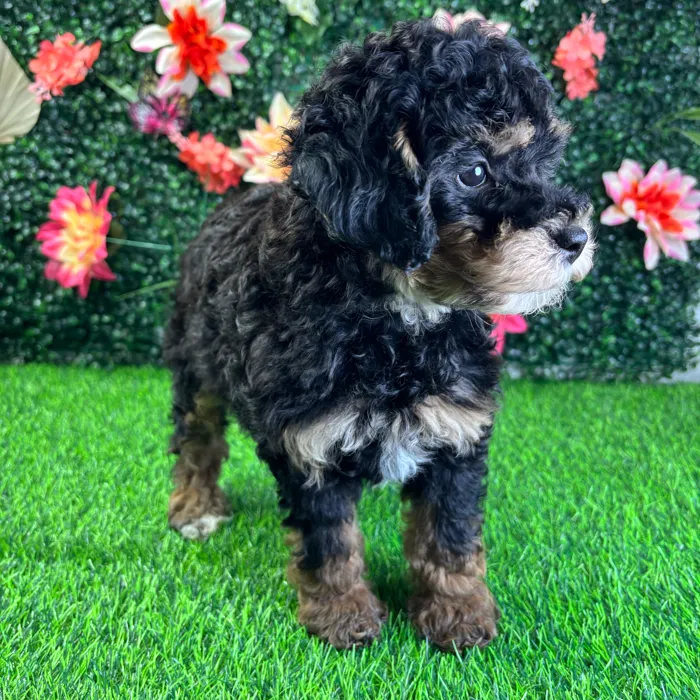 Female Bernedoodle Mini puppy named Harper for sale at Puppy Dreams - Wichita West.