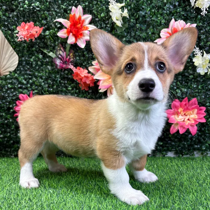 Female Pembroke Welsh Corgi puppy named Levi for sale at Puppy Dreams - Wichita West.