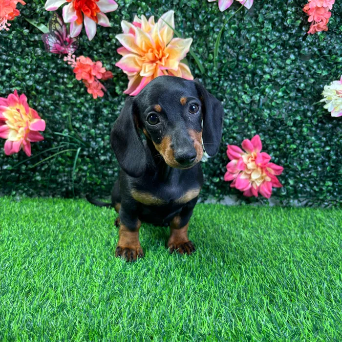 Female Dachshund puppy named Brandy for sale at Puppy Dreams - Wichita West.
