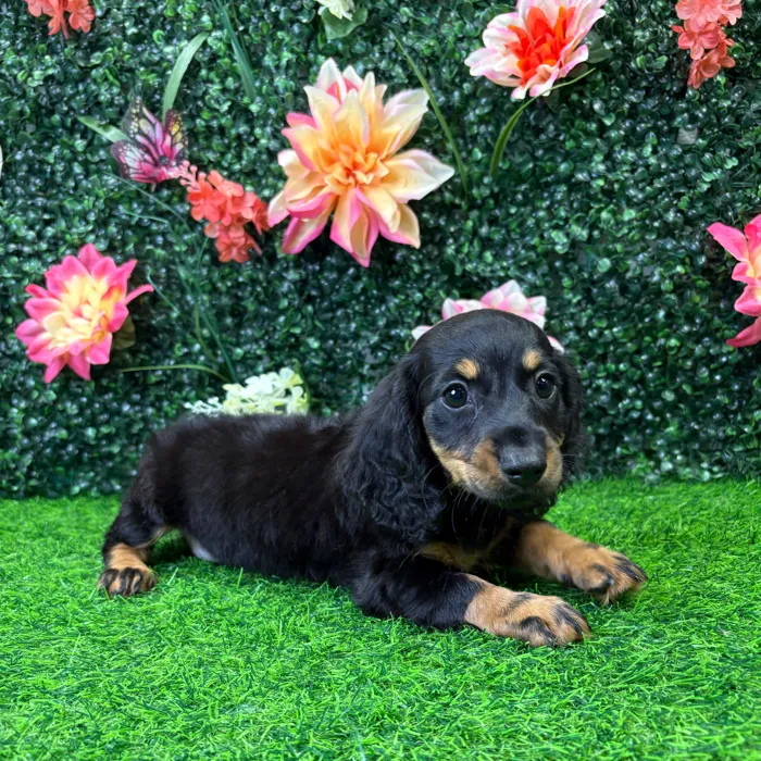 Female Dachshund puppy named Tiny for sale at Puppy Dreams - Junction City.