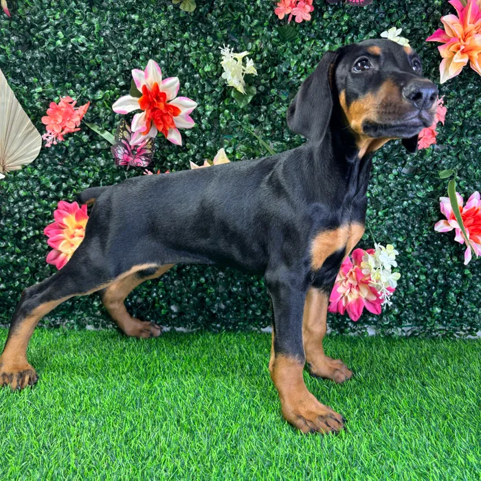 Female Doberman Pinscher puppy named Hazel for sale at Puppy Dreams - Wichita West.