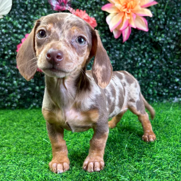 Female Dachshund puppy named Paisley for sale at Puppy Dreams - Wichita West.