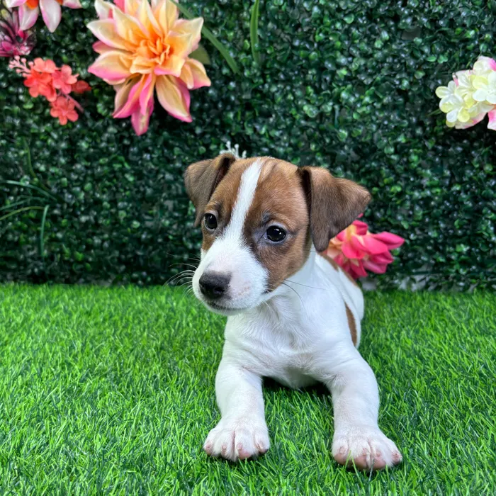 Male Jack Russell Terrier puppy named Otto for sale at Puppy Dreams - Wichita West.