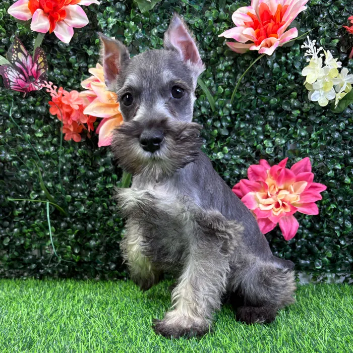 Male Mini Schnauzer puppy named Sinclair for sale at Puppy Dreams - Wichita West.