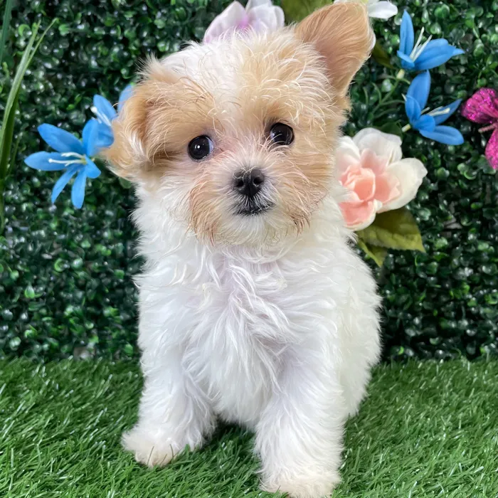 Female Maltipoo puppy named Q-Tip for sale at Puppy Dreams - Wichita West.