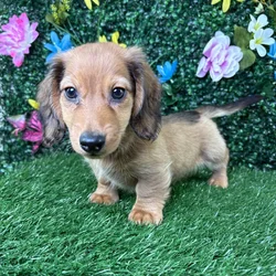 Male Dachshund puppy named Hotdog for sale at Puppy Dreams - Wichita West.