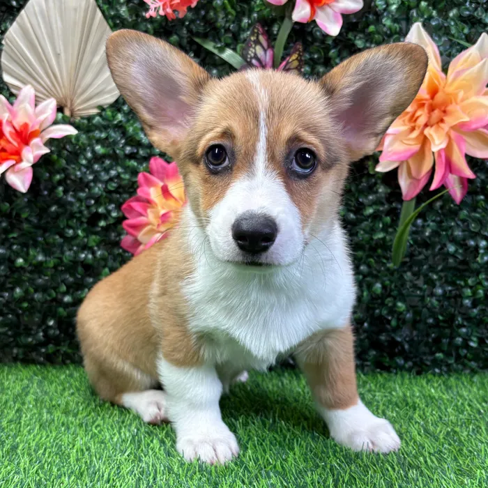 Female Pembroke Welsh Corgi puppy named Levi for sale at Puppy Dreams - Wichita West.