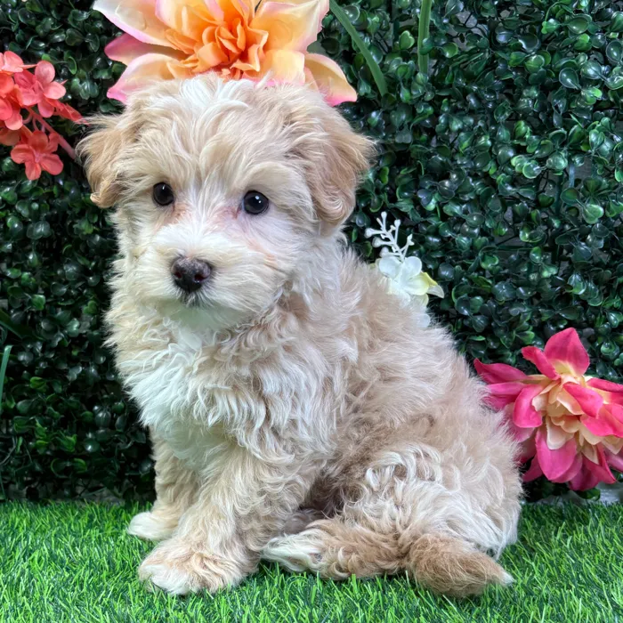 Male Maltipoo puppy named Dusty for sale at Puppy Dreams - Wichita West.