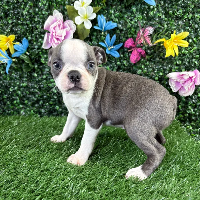 Female Boston Terrier puppy named Baked Beans for sale at Puppy Dreams - Wichita West.