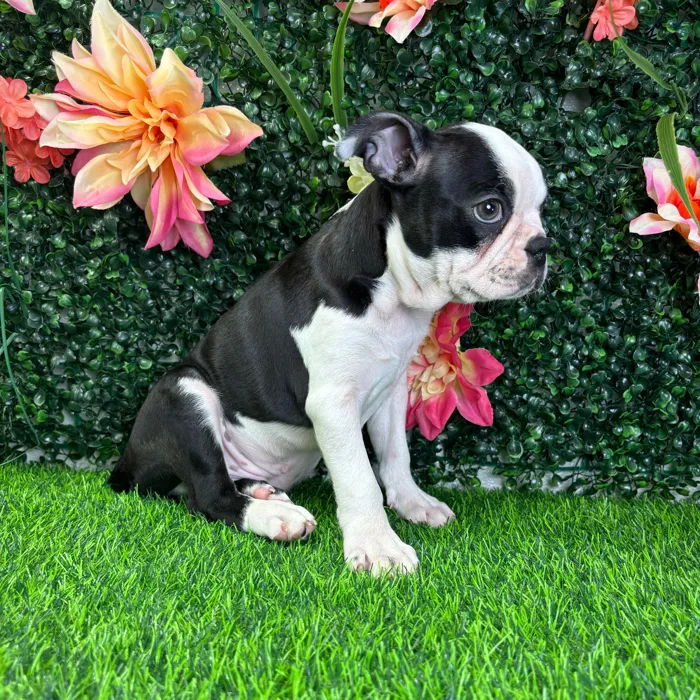 Male Boston Terrier puppy named Onyx for sale at Puppy Dreams - Wichita West.