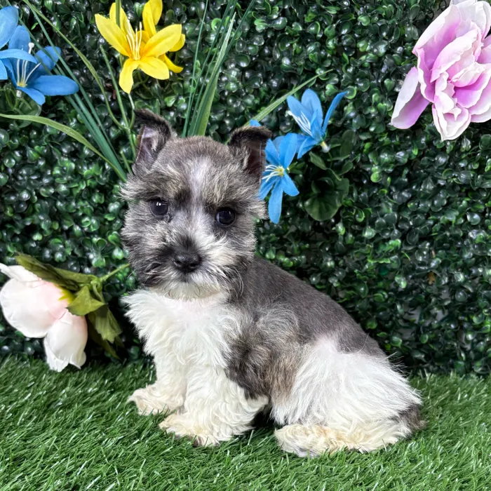 Female Mini Schnauzer puppy named Frittata for sale at Puppy Dreams - Wichita West.