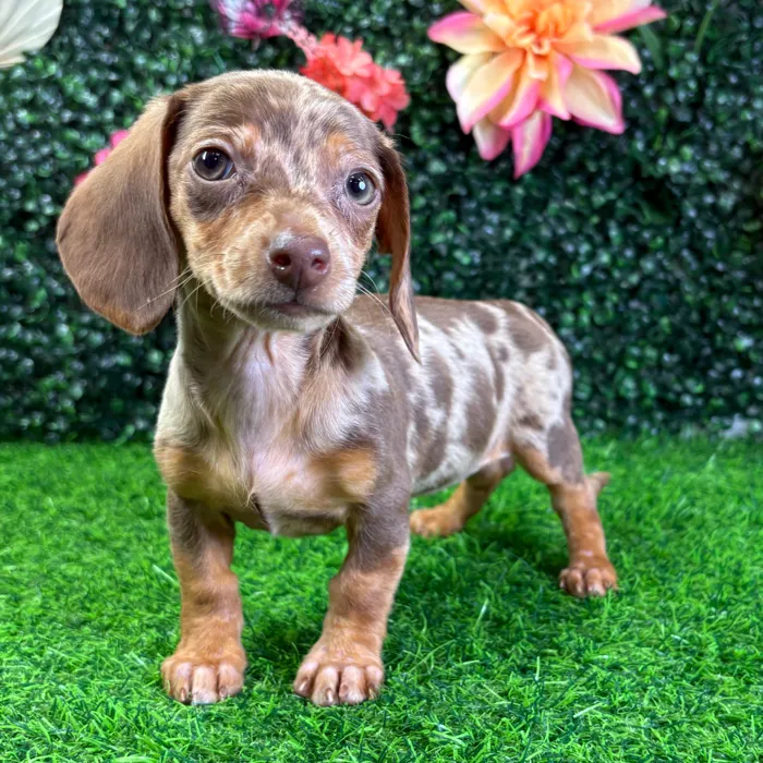 Female Dachshund puppy named Paisley for sale at Puppy Dreams - Wichita West.
